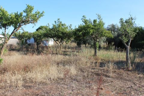 Farm i Estremoz, Evora, Estremoz - € 295.000 | Ref: ALT003/018/2023 - foto 8