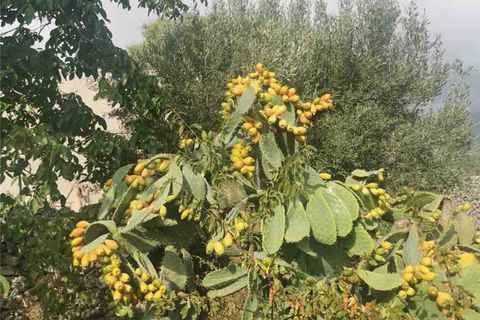 Landejendom i Noto, Siracusa, Noto - € 90.000 | Ref: CTCT - foto 10