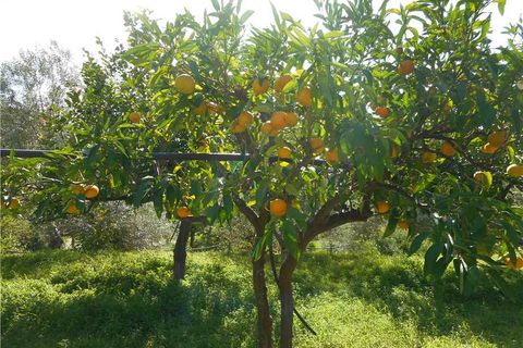 Helårsgrund i Noto, Siracusa, Noto - € 60.000 | Ref: 1TA - foto 6