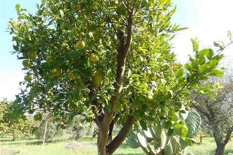 Helårsgrund i Noto, Siracusa, Noto - € 60.000 | Ref: 1TA - foto 8