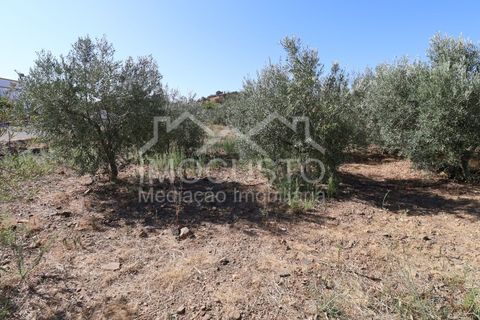 Terra a Odeleite, Faro, Odeleite - € 20.000 | Ref: 239 - foto 5