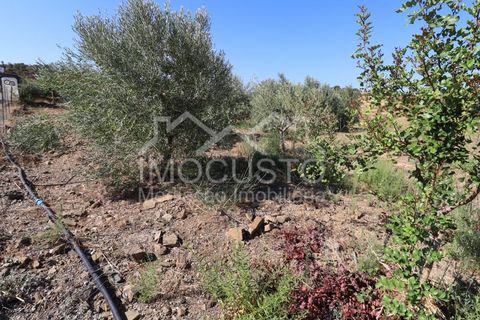Terra a Odeleite, Faro, Odeleite - € 20.000 | Ref: 239 - foto 6