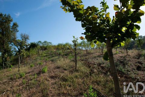 Helårsgrund i Miranda do Corvo, Coimbra, Miranda do Corvo - € 120.000 | Ref: 125855 - foto 18