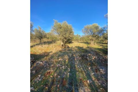 Helårsgrund i Sousel, Portalegre, Sousel - € 110.000 | Ref: TER_001_08SOU - foto 5