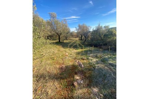 Helårsgrund i Sousel, Portalegre, Sousel - € 110.000 | Ref: TER_001_08SOU - foto 6