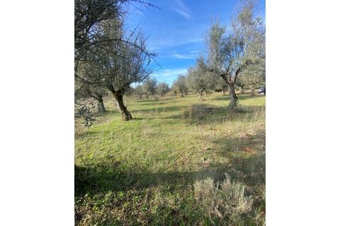Helårsgrund i Sousel, Portalegre, Sousel - € 110.000 | Ref: TER_001_08SOU - foto 10