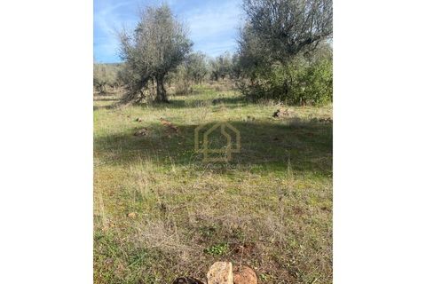 Helårsgrund i Sousel, Portalegre, Sousel - € 110.000 | Ref: TER_001_08SOU - foto 12