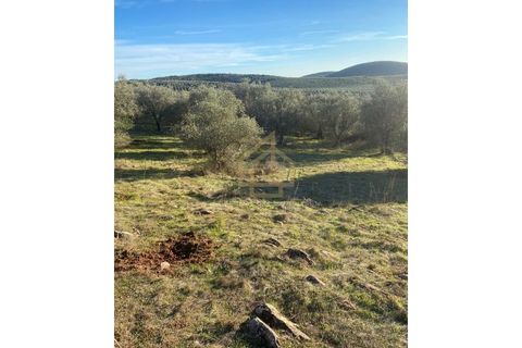 Helårsgrund i Sousel, Portalegre, Sousel - € 110.000 | Ref: TER_001_08SOU - foto 18