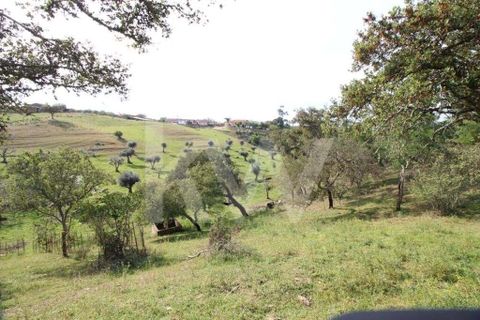 Helårsgrund i Ourique, Beja, Ourique - € 49.500 | Ref: 1210-1635 - foto 7