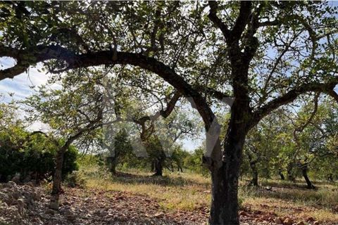 Helårsgrund i Paderne, Faro, Paderne - € 45.000 | Ref: 1210-3188 - foto 6