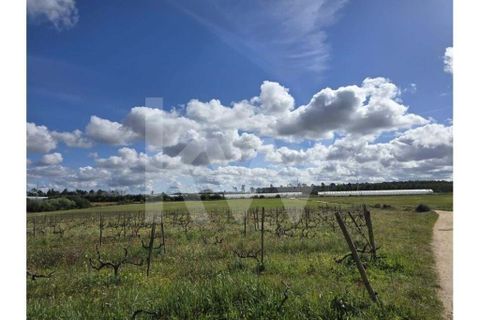 Terrain - Odeceixe, Faro, Odeceixe - € 689 000 | Réf : 1210-3049 - photo 10