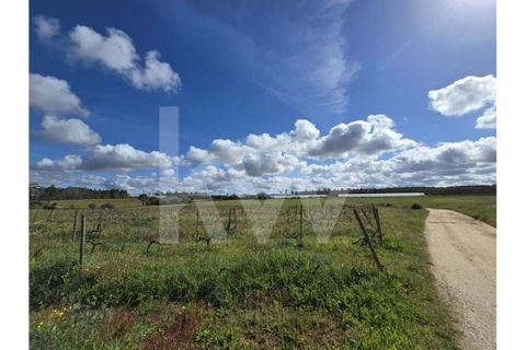 Terrain - Odeceixe, Faro, Odeceixe - € 689 000 | Réf : 1210-3049 - photo 12