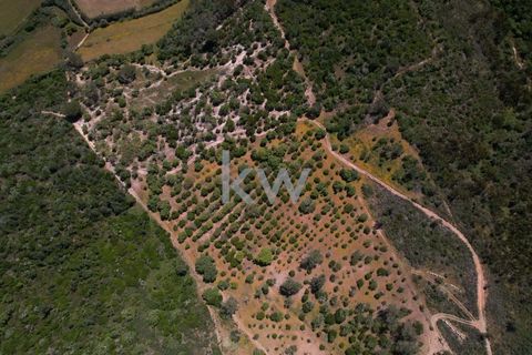 Farm hus i Budens, Faro, Budens - € 2.500.000 | Ref: 1210-3141 - foto 20