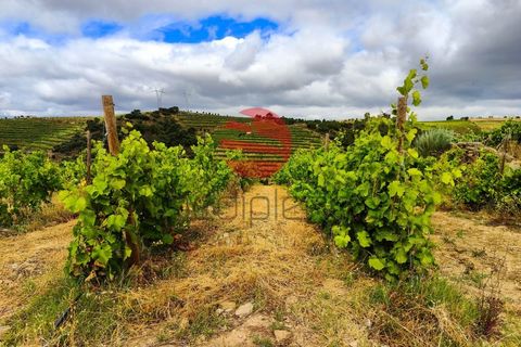 Terra a Longroiva, Guarda, Longroiva - € 550.000 | Ref: 449/MDA - foto 3