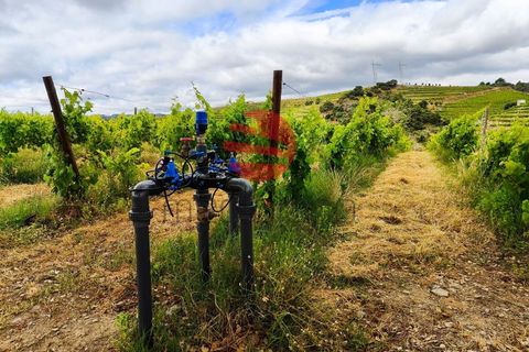 Terra a Longroiva, Guarda, Longroiva - € 550.000 | Ref: 449/MDA - foto 4