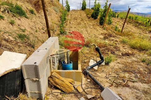 Terra a Longroiva, Guarda, Longroiva - € 550.000 | Ref: 449/MDA - foto 6