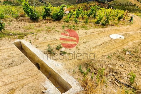 Terra a Longroiva, Guarda, Longroiva - € 550.000 | Ref: 449/MDA - foto 10