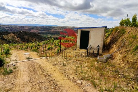 Terra a Longroiva, Guarda, Longroiva - € 550.000 | Ref: 449/MDA - foto 11