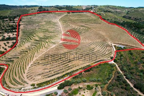 Terra a Longroiva, Guarda, Longroiva - € 550.000 | Ref: 449/MDA - foto 13
