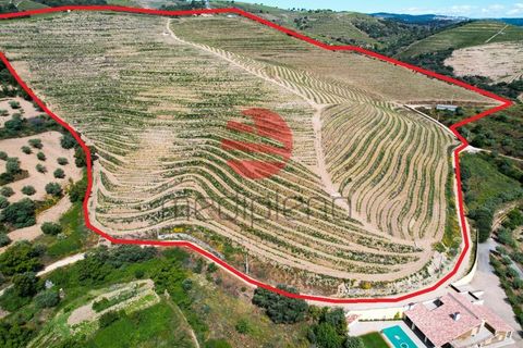 Terra a Longroiva, Guarda, Longroiva - € 550.000 | Ref: 449/MDA - foto 14