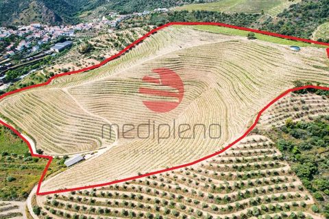 Terra a Longroiva, Guarda, Longroiva - € 550.000 | Ref: 449/MDA - foto 15