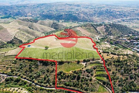 Terra a Longroiva, Guarda, Longroiva - € 550.000 | Ref: 449/MDA - foto 16