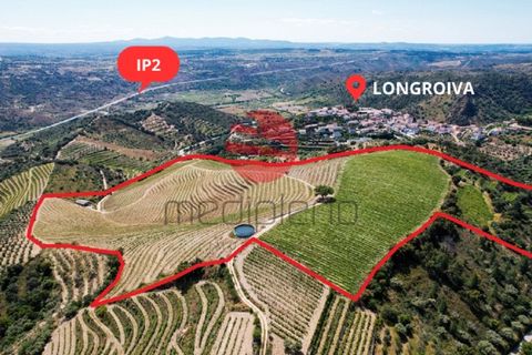 Terra a Longroiva, Guarda, Longroiva - € 550.000 | Ref: 449/MDA - foto 17