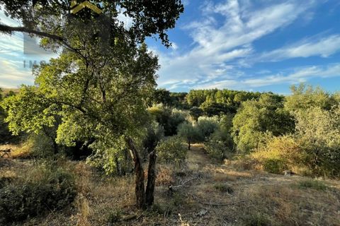 Helårsgrund i Castelo Branco, Castelo Branco, Castelo Branco - € 13.000 | Ref: 4714 - foto 4