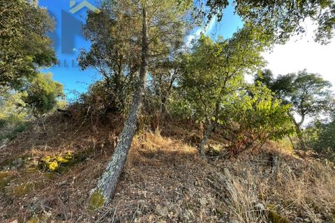 Helårsgrund i Castelo Branco, Castelo Branco, Castelo Branco - € 13.000 | Ref: 4714 - foto 5