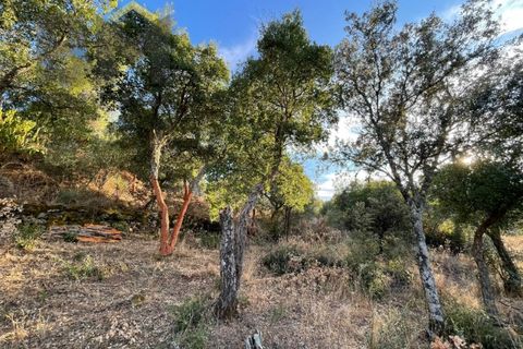 Helårsgrund i Castelo Branco, Castelo Branco, Castelo Branco - € 13.000 | Ref: 4714 - foto 8