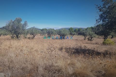 Terra a Alcanena, Santarem, Alcanena - € 235.000 | Ref: ANG1195 - foto 3