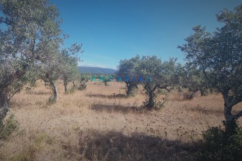 Terra a Alcanena, Santarem, Alcanena - € 235.000 | Ref: ANG1195 - foto 12