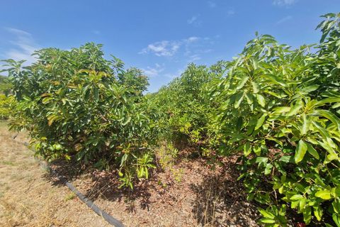Finca i Molvizar, Granada, Molvizar - € 159.000 | Ref: MP600 - foto 8