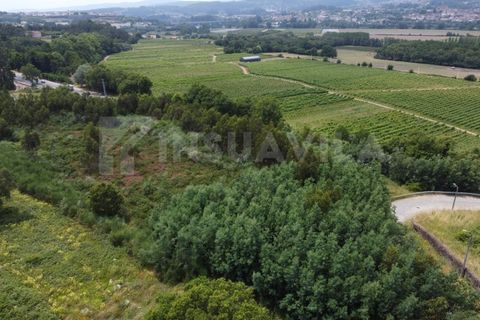 Helårsgrund i Valenca, Viana do Castelo, Valenca - € 180.000 | Ref: 2491 - foto 7