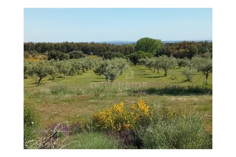 Farm i Castelo Branco, Castelo Branco, Castelo Branco - € 314.000 | Ref: OSE24049.PBRM - foto 2