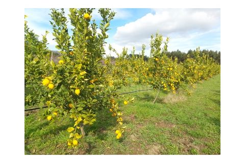 Farm i Castelo Branco, Castelo Branco, Castelo Branco - € 314.000 | Ref: OSE24049.PBRM - foto 5