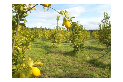 Farm i Castelo Branco, Castelo Branco, Castelo Branco - € 314.000 | Ref: OSE24049.PBRM - foto 6