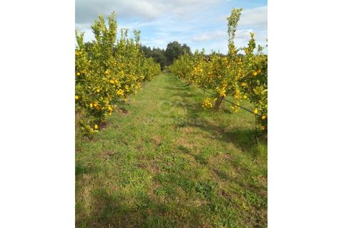 Farm i Castelo Branco, Castelo Branco, Castelo Branco - € 314.000 | Ref: OSE24049.PBRM - foto 7