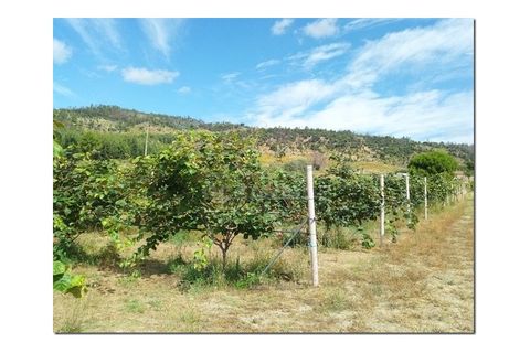 Farm i Castelo Branco, Castelo Branco, Castelo Branco - € 314.000 | Ref: OSE24049.PBRM - foto 10