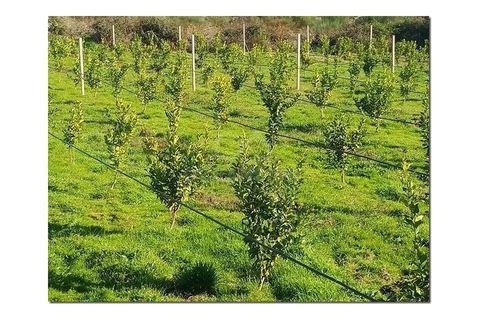 Farm i Castelo Branco, Castelo Branco, Castelo Branco - € 314.000 | Ref: OSE24049.PBRM - foto 11