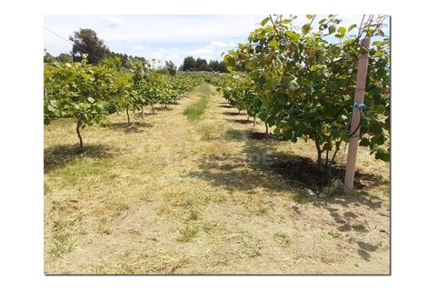 Farm i Castelo Branco, Castelo Branco, Castelo Branco - € 314.000 | Ref: OSE24049.PBRM - foto 12