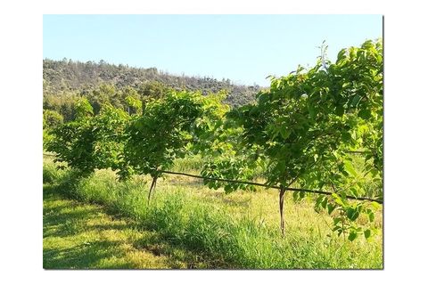 Farm i Castelo Branco, Castelo Branco, Castelo Branco - € 314.000 | Ref: OSE24049.PBRM - foto 14