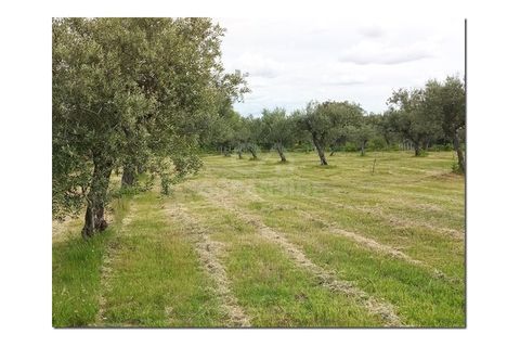 Farm i Castelo Branco, Castelo Branco, Castelo Branco - € 314.000 | Ref: OSE24049.PBRM - foto 17