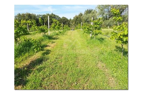 Farm i Castelo Branco, Castelo Branco, Castelo Branco - € 314.000 | Ref: OSE24049.PBRM - foto 18