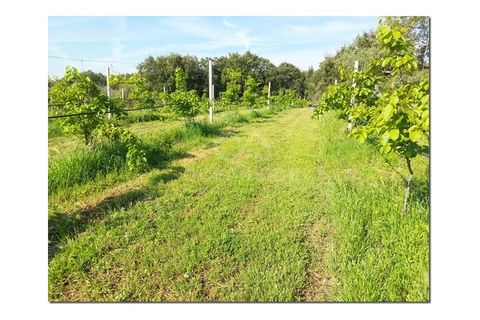 Farm i Castelo Branco, Castelo Branco, Castelo Branco - € 314.000 | Ref: OSE24049.PBRM - foto 21