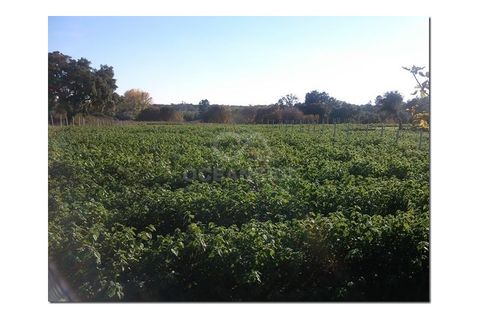 Farm i Castelo Branco, Castelo Branco, Castelo Branco - € 314.000 | Ref: OSE24049.PBRM - foto 25