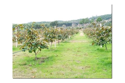 Farm i Castelo Branco, Castelo Branco, Castelo Branco - € 314.000 | Ref: OSE24049.PBRM - foto 26