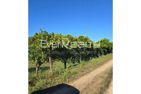 Helårsgrund i Agueda, Aveiro, Agueda - € 85.000 | Ref: 20240904 - foto 3