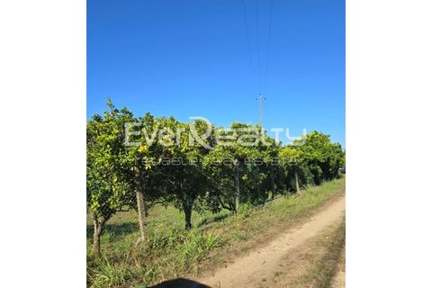 Helårsgrund i Agueda, Aveiro, Agueda - € 85.000 | Ref: 20240904 - foto 6