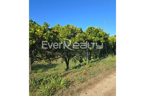 Helårsgrund i Agueda, Aveiro, Agueda - € 85.000 | Ref: 20240904 - foto 9